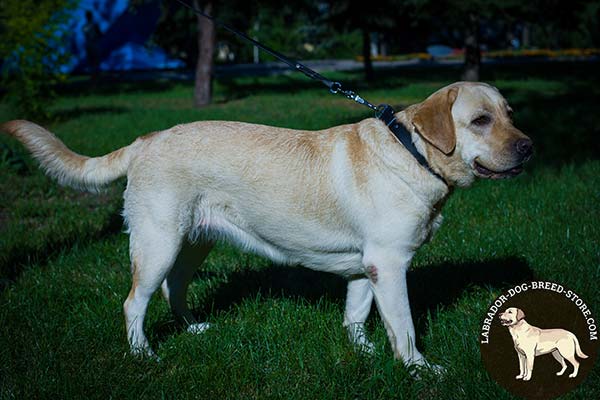 Labrador black leather collar with rust-resistant nickel plated hardware for any activity