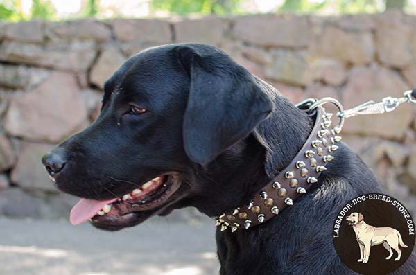 Labrador brown leather collar with rust-resistant fittings for basic training