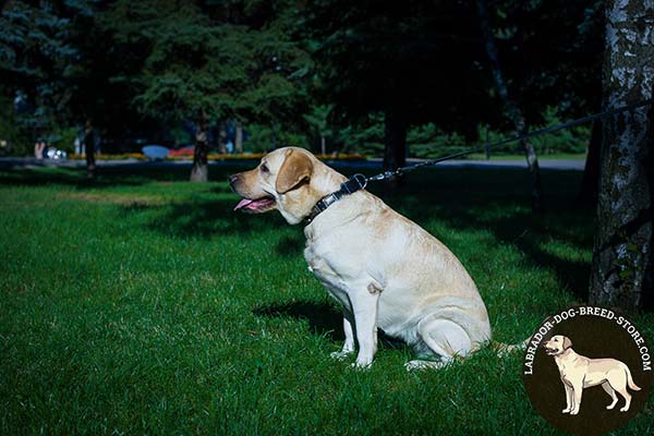 Labrador black leather collar with rust-resistant hardware for basic training