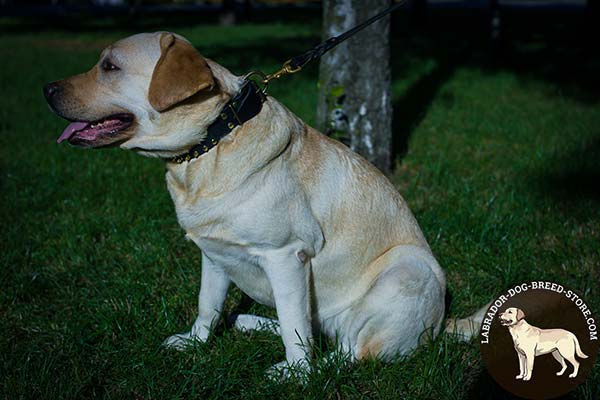 Labrador black leather collar with durable spikes for stylish walks