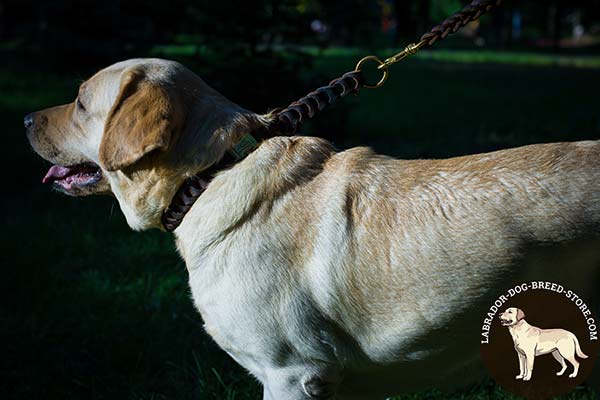 Labrador brown leather collar with durable brass plated hardware for quality control