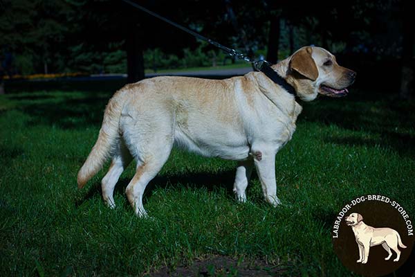 Labrador black leather collar with durable quick release buckle for improved control