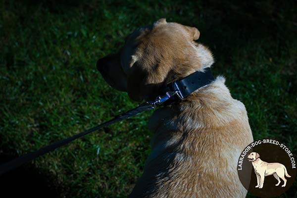 Labrador black leather collar wide with d-ring for leash attachment for basic training