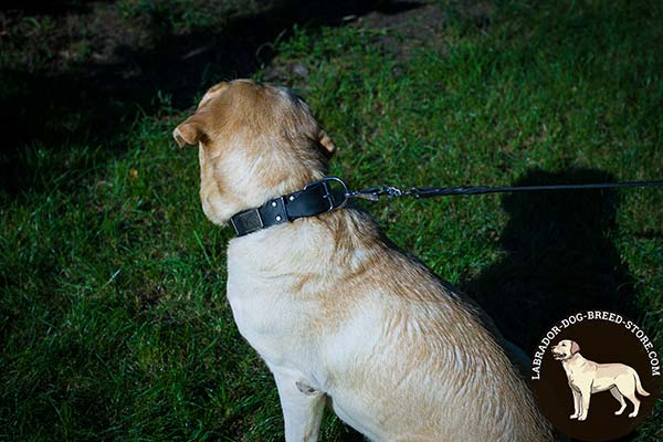 Labrador black leather collar of lightweight material with d-ring for leash attachment for basic training
