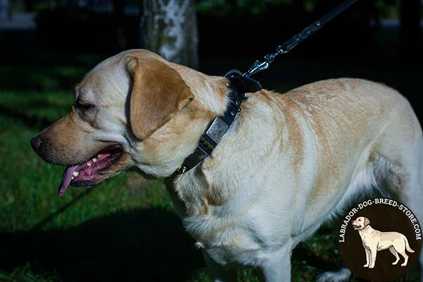 Labrador black leather collar with rust-proof fittings for perfect control