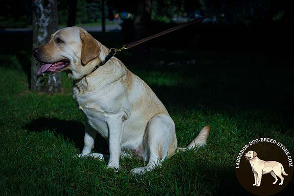 Labrador black leather collar with rust-proof hardware for quality control