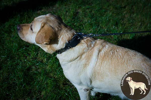 Labrador black leather collar with durable nickel plated fittings for daily activity