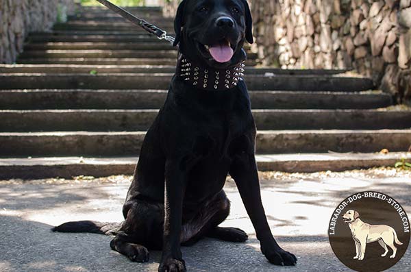 Labrador brown leather collar with durable nickel plated hardware for quality control