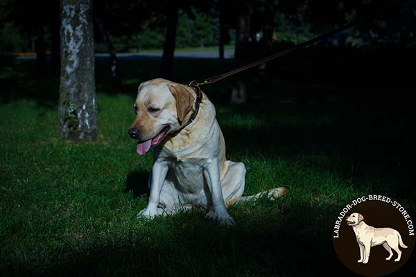 Labrador brown leather collar snugly fitted with riveted studs for professional use