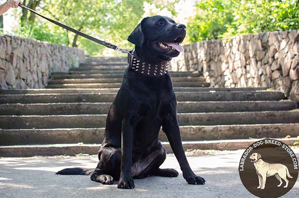 Labrador brown leather collar of high quality with spikes for stylish walks