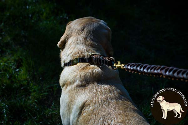 Stylish Leather Labrador Choke Collar with Braids and Brass Plated O-Rings