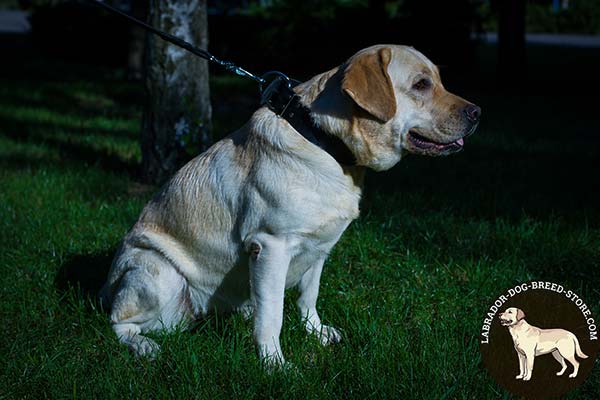 Easily Adjustable Leather Dog Collar