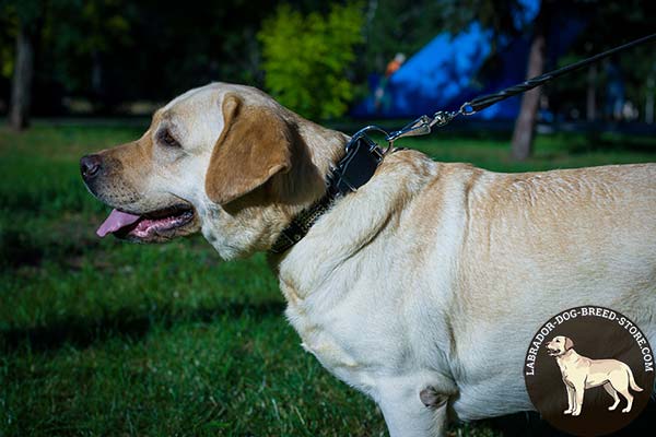 Easy Adjustable Leather Labrador Collar with Studs and Plates