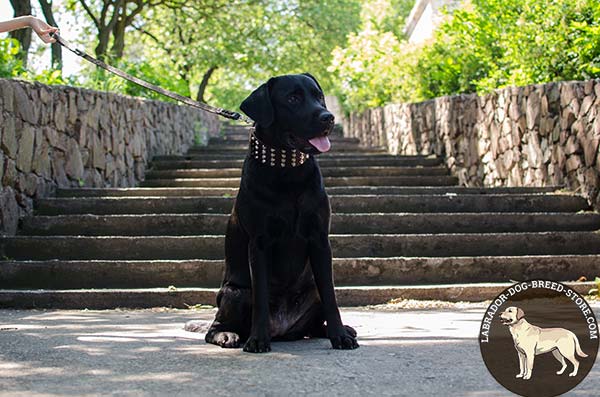 Easy Adjustable Leather Labrador Collar with Hand-Placed Studs