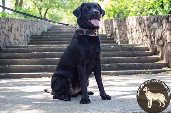 Nappa Padded Leather Labrador Collar with Braids