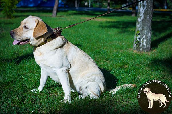 Health-Friendly Leather Labrador Collar with Large Brass Plated Plates