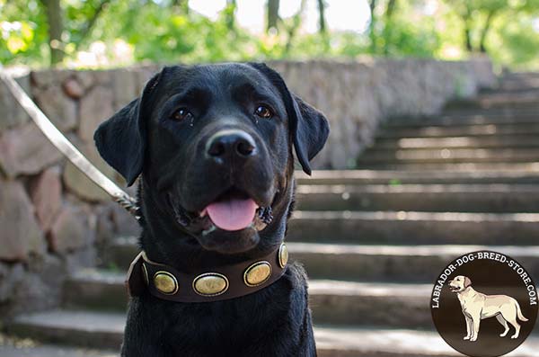 Glamorous Leather Labrador Collar with Brass Plated Oval Plates