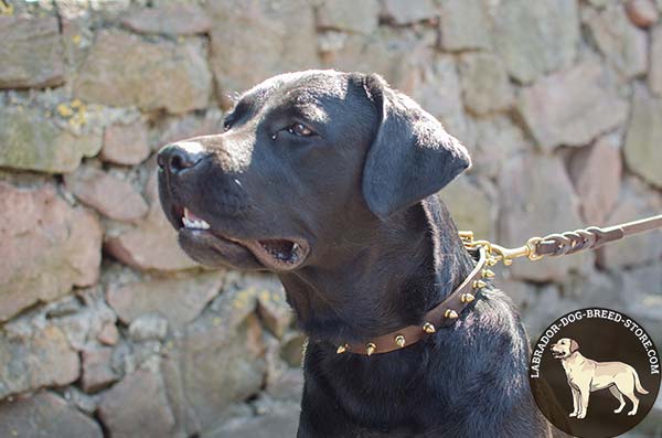 Premium Quality Leather Labrador Collar with Fancy Brass Plated Spikes