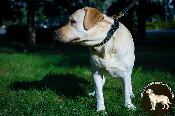 Decorative Leather Labrador Collar with Spikes