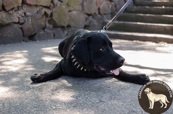Strong Leather Labrador Collar with Rust Proof Decorations