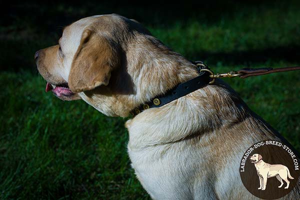 Astonishing Leather Labrador Collar with Decorative Brass Circles