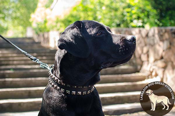 Leather Labrador Collar with Hand-Placed Dotted Square Studs