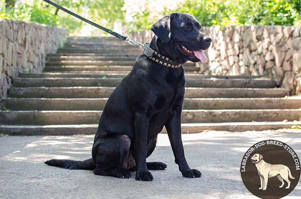 Elegant Leather Labrador Collar with Dotted Square Studs for Walking 