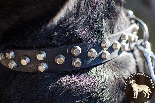 Jaw-Dropping Leather Labrador Collar with Hand-Set Nickel Plated Cones