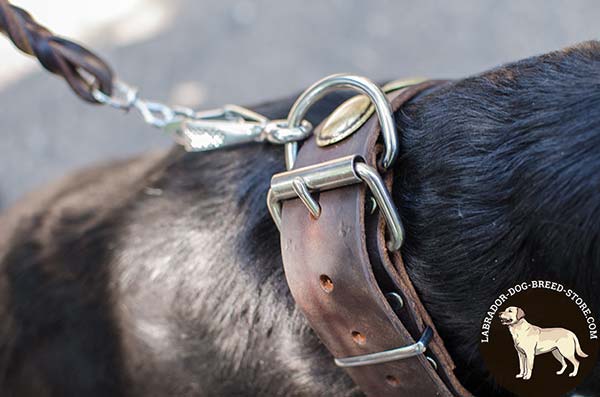 Decorated Leather Labrador Collar with Nickel Plated Fittings