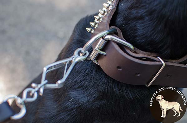 Reliable Leather Labrador Collar with Nickel Plated Fittings