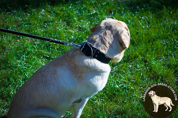 Flexible Leather Labrador Collar with Nickel Plated Fittings