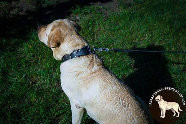 Reliable Leather Labrador Collar with Nickel Plated Plates and Hardware