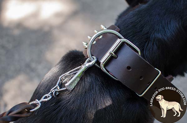 Delicate Leather Labrador Collar with Nickel Plated Hadware and Spikes