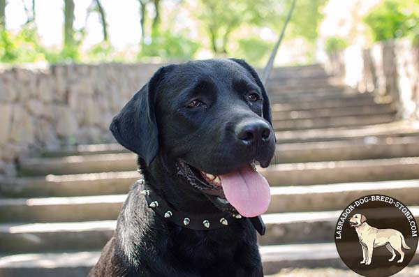 Handcrafted Spiked Leather Labrador Collar