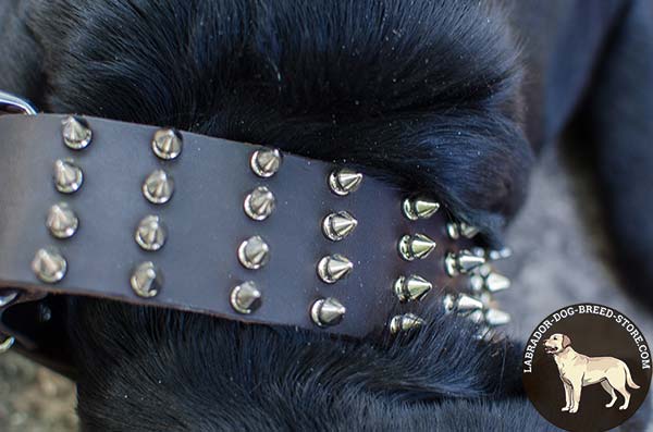 High Quality Leather Labrador Collar with Nickel Plated Spikes