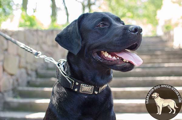 Exclusive Leather Labrador Collar with Nickel Plated Studs and Plates