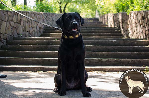 Walking Leather Labrador Collar with Oval Plates