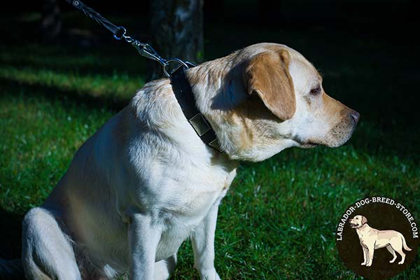 Decorative Leather Labrador Collar with Plates