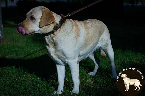 Reliable Leather Labrador Collar with Plates and Cones