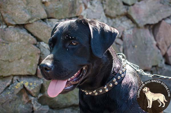 Classy Leather Labrador Collar with Pyramids