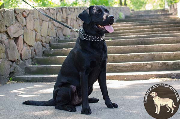 Fashionable Leather Labrador Collar Decorated with Randomly Set Spikes