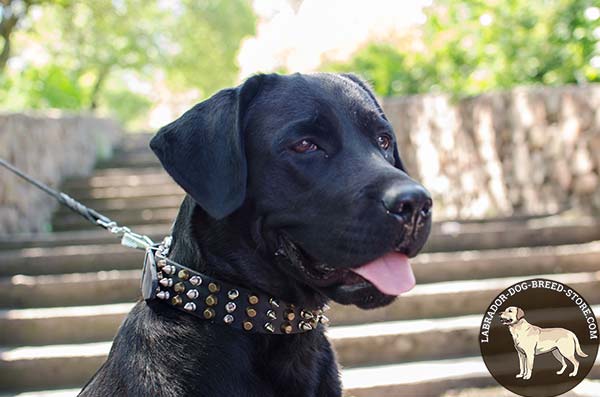 Labrador Collar with Spikes and Cones of Leather