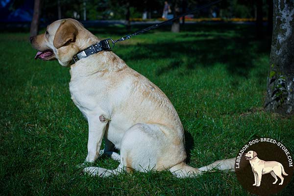 Decorated Leather Labrador Collar with Plates and Spikes