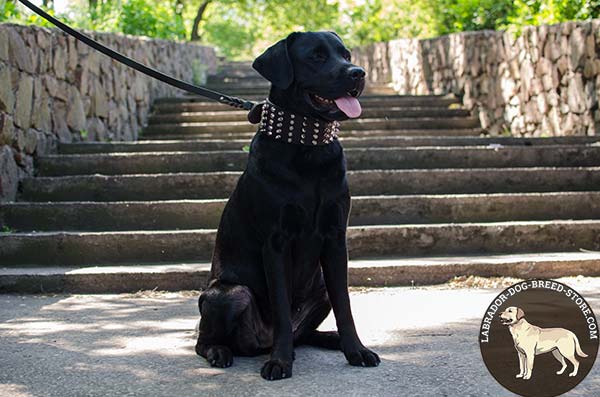 Wide Leather Labrador Collar with Spikes and Pyramids for Everyday Walking