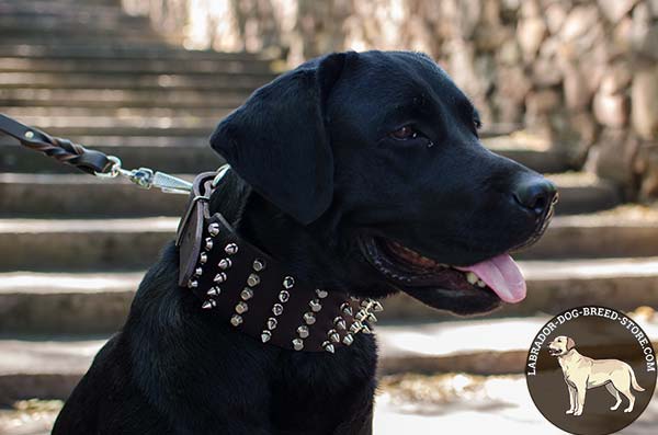 Comfortable Leather Labrador Collar with Spikes and Cones