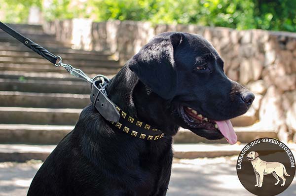 Stylish Leather Labrador Collar with Square Studs