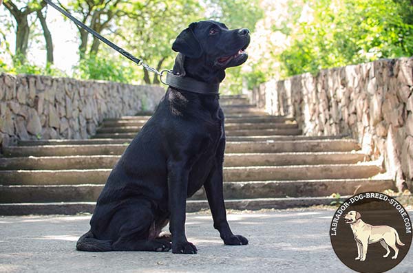 Stitched Leather Labrador Collar for Daily Walking