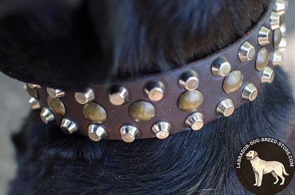 Eaxtra Durable Leather Labrador Collar with Studs and Pyramids