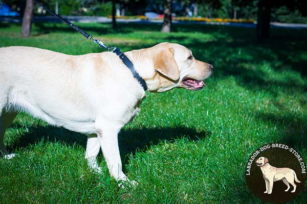 Plain Leather Labrador Collar for Training