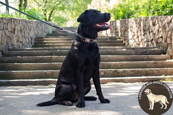 Strong Leather Labrador Collar with Nickel Plated Plates and Pyramids for Training